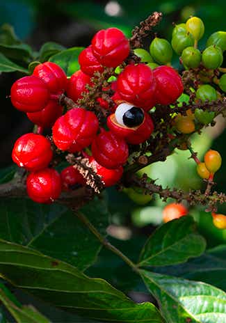 Guarana
