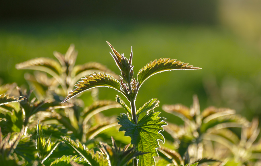 Ortie piquante Biologique - Herbes du Monde